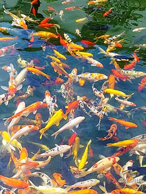 暢游的錦鯉