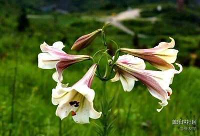 [攝影]六朵野百合花！