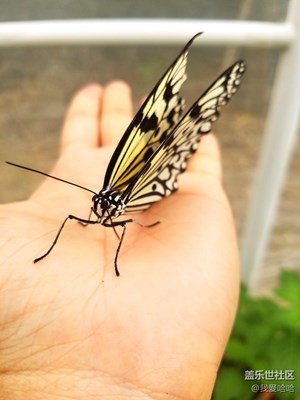 我和蝴蝶有個(gè)約會(huì)