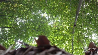 龍洞游園——以前S4 ZOOM拍的