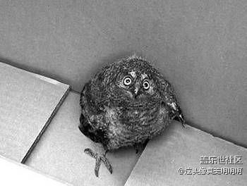 你問貓頭鷹看到了什么？