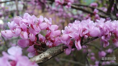 初春，草螞蚱，肥魚