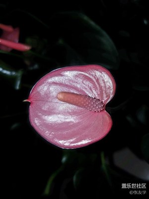 【攝影】安祖花