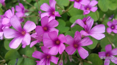 花（四）