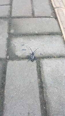 小時(shí)候玩過，很多年不見了