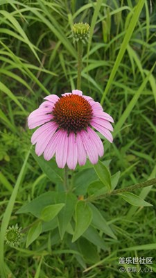 求問(wèn)這是什么花？