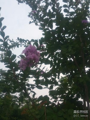 認(rèn)植物——紫薇花