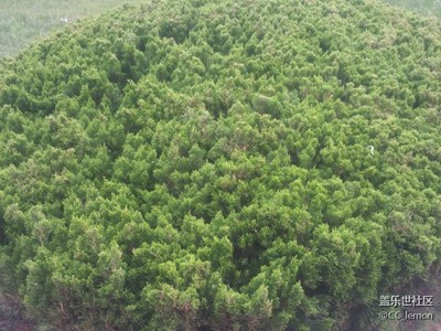 認(rèn)植物——龍柏