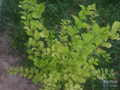 認(rèn)植物——金森女貞