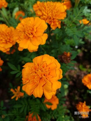 【攝影】菊花與三角梅