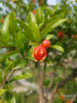 石榴開(kāi)花結(jié)果時(shí)