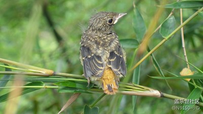 秧苗、花草、鳥、巢、路