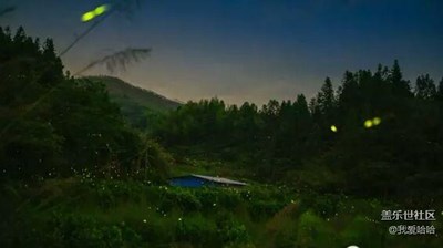 螢火蟲(chóng)（轉(zhuǎn)）