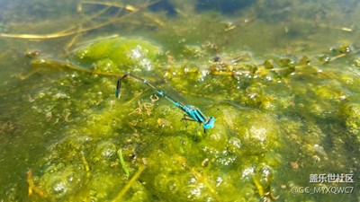 這個好像叫什么娘