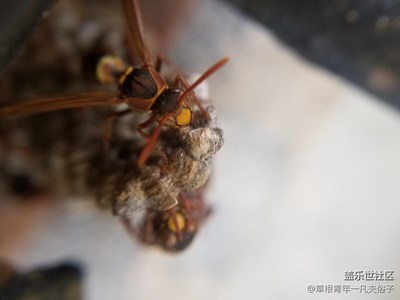 冒著生命危險(xiǎn)在拍，斑竹能不給精~~?。。。。。。。?！