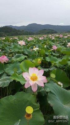 出淤泥而不染，N5拍美圖。