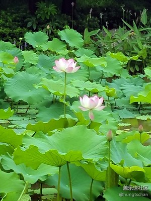 古猗荷韻(續(xù))