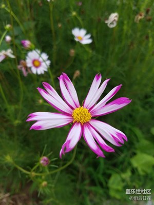 這個(gè)叫啥名