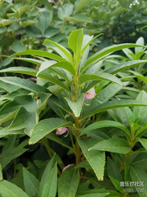 小點(diǎn)紅，記憶中美女美甲必備