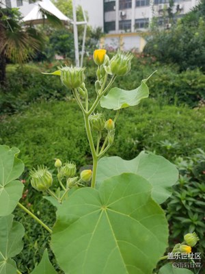 忘記這個(gè)叫什么了