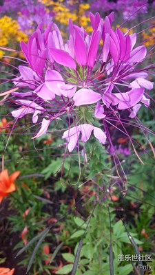 太陽島公園花卉