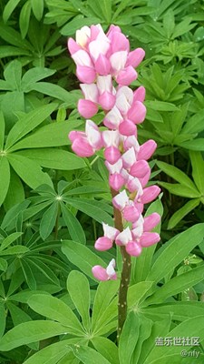 太陽島公園花卉