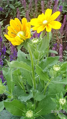 太陽島公園花卉