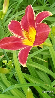 太陽島公園花卉