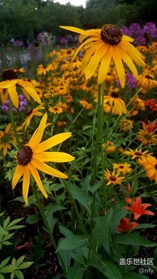 太陽島公園花卉