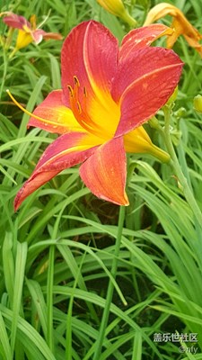 太陽島公園花卉