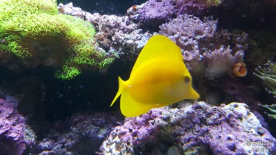 如果我是一只魚