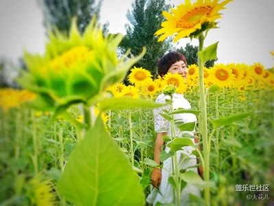 與向日葵的約會(huì)（二）