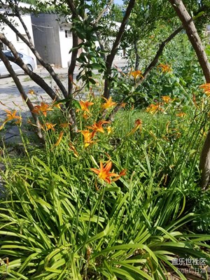 院內(nèi)黃花菜