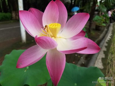 我也發(fā)張花