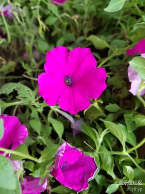 照相效果如實，靚，學習