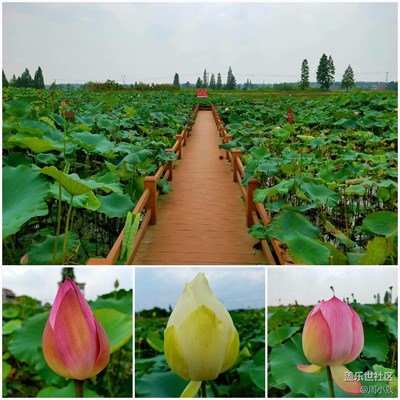 小荷才露尖尖角