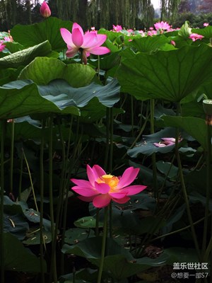 荷花隨拍