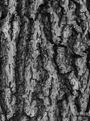 高級(jí)灰的樹(shù)皮