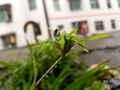 七姨之拍（雨下的隨拍）