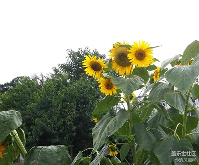 金燦燦的向日葵