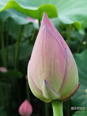 【攝影】漂亮的荷花