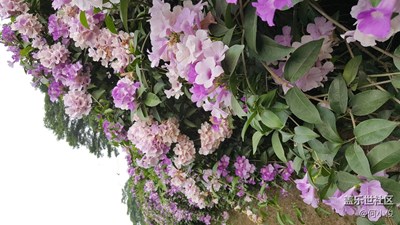 我見過的花花草草