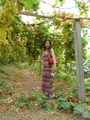 最甜不過吐魯番