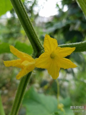 黃瓜小花也挺耐看的