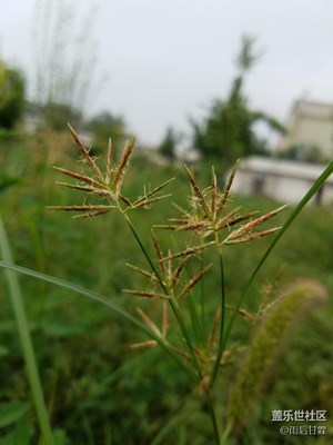 忘記這個叫什么草了