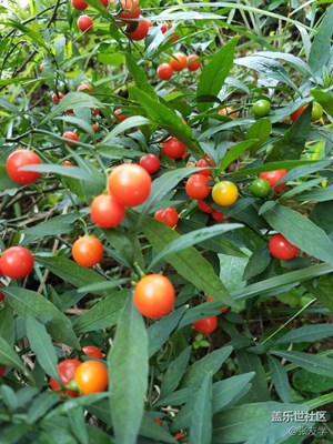 [攝影]家旁邊的野生四季果