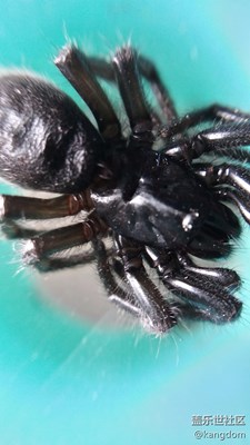 額(⊙o⊙)…昆蟲