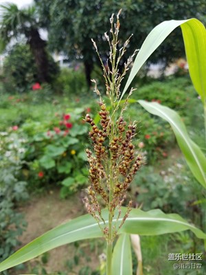 高粱在我們這兒確實(shí)不多見了