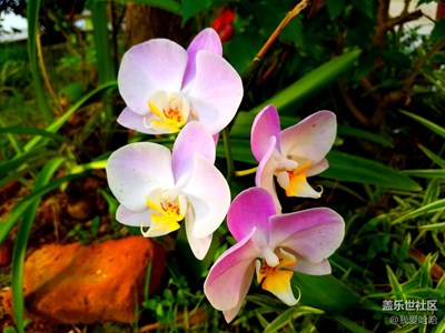 小區(qū)的蝴蝶蘭和一些花草