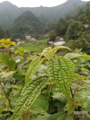 [攝影]雜拍“野菜菜”